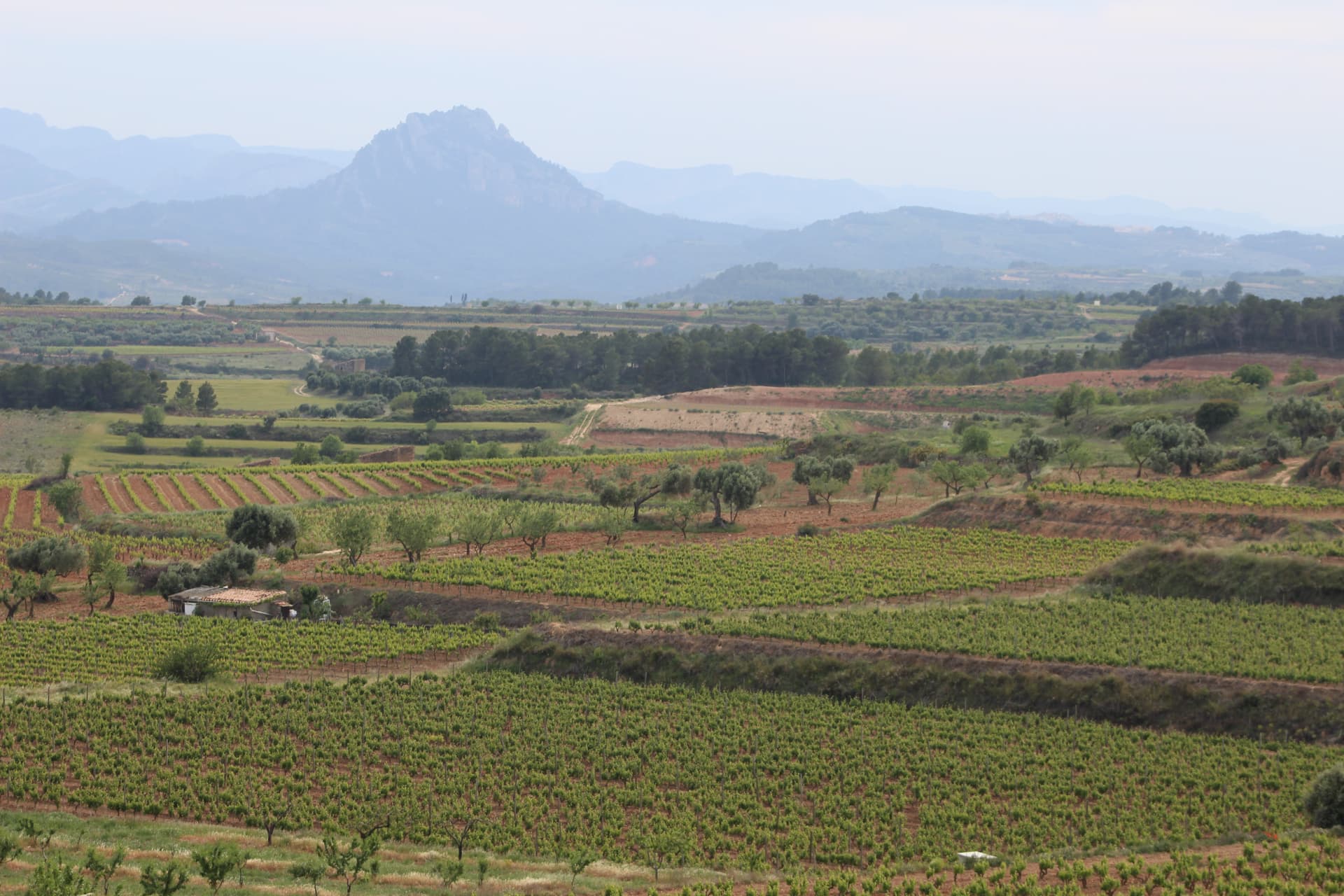 Paisatge de vinyes de la Terra Alta